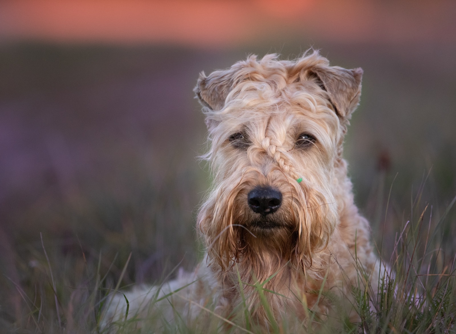 Terrier wheaten fashion soft coated