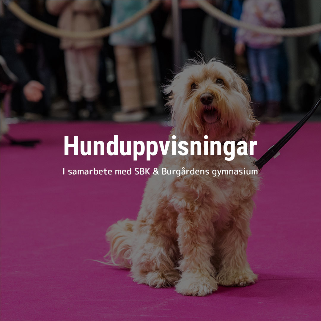 Hund