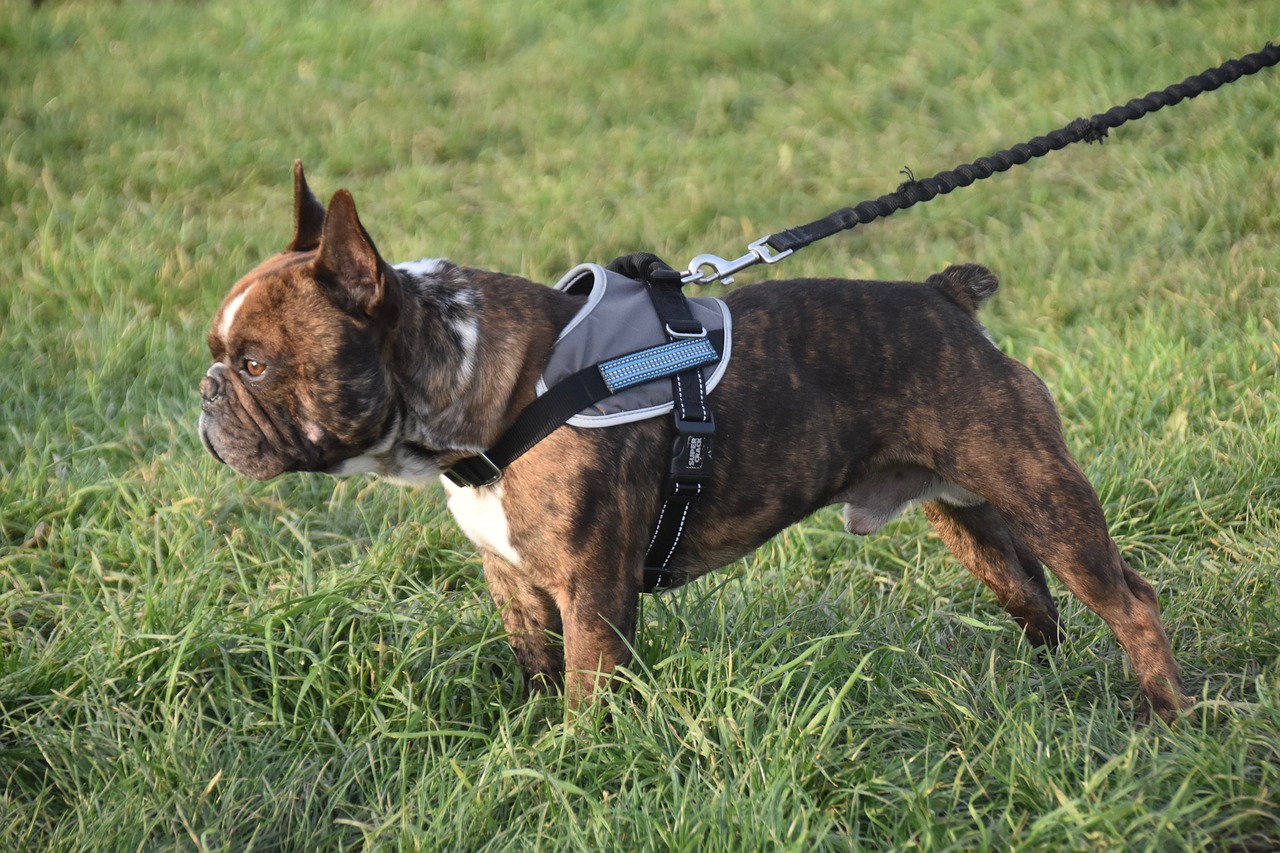 Boka tid hos Dogpark Uddevalla